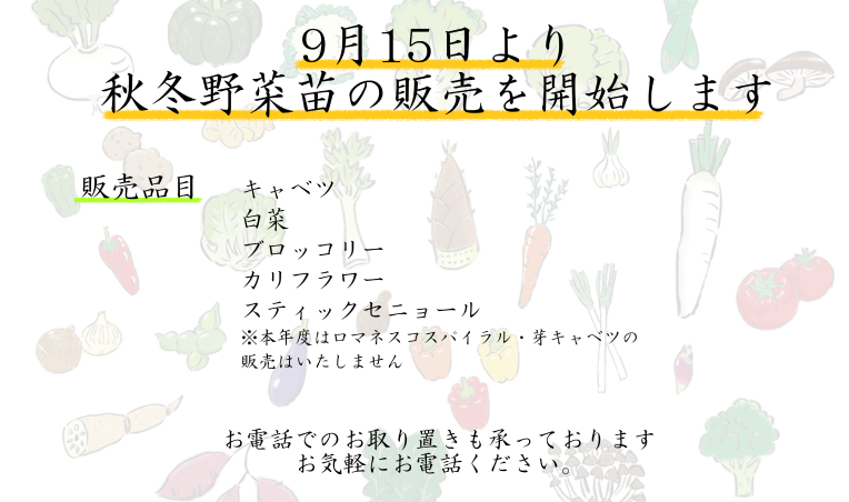 秋冬野菜苗販売